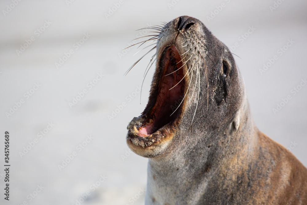 Obraz premium Close up of seal on the beach, New Zealand