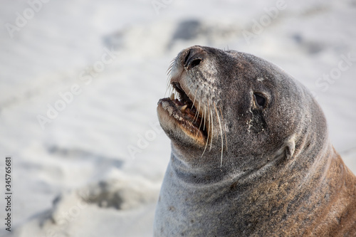 Close up of seal on the beach, New Zealand