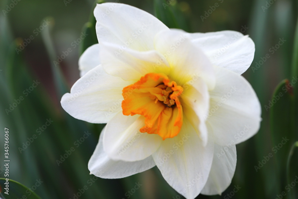 a large Narcissus flower bloomed and reminded of spring, a natural pleasant fragrance of flowers