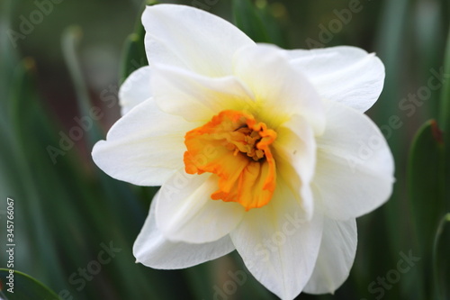 a large Narcissus flower bloomed and reminded of spring, a natural pleasant fragrance of flowers