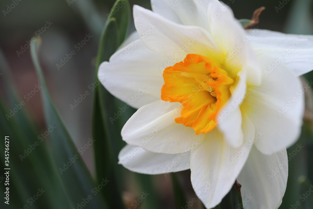 a large Narcissus flower bloomed and reminded of spring, a natural pleasant fragrance of flowers a large Narcissus flower bloomed and reminded of spring, a natural pleasant fragrance of flowers
