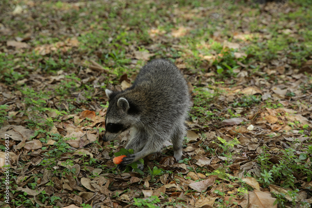 
fluffy raccoon eats carrots in a clearing in the park or forest glade