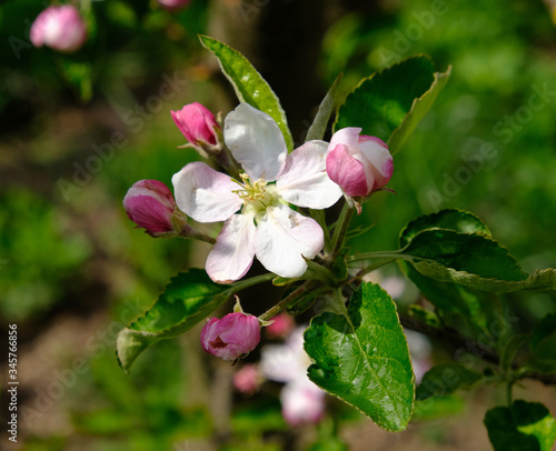 Blooming apple trees in spring park close up