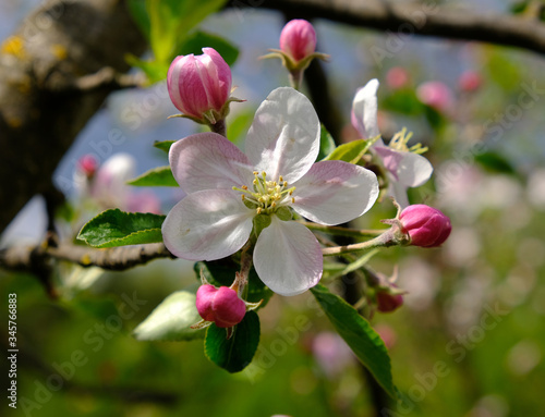 Blooming apple trees in spring park close up