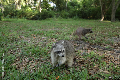 fluffy raccoon in a clearing in a park or forest glade