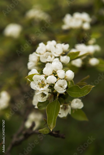 blooming pear tree