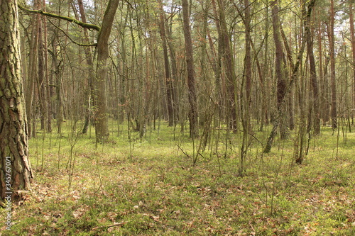 Fototapeta Naklejka Na Ścianę i Meble -  Drzewa