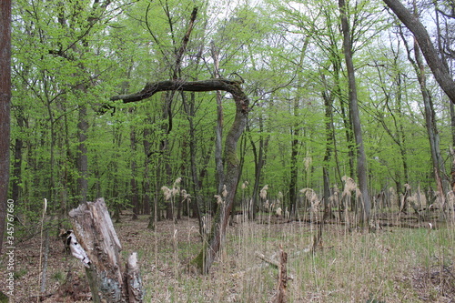 Fototapeta Naklejka Na Ścianę i Meble -  Las