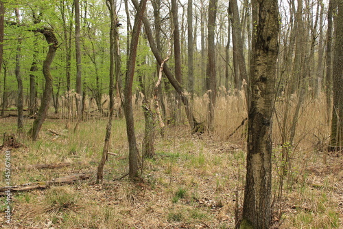 Fototapeta Naklejka Na Ścianę i Meble -  Las