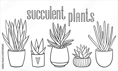 Set of different hand drawn succulent houseplants in planters. Vector outline illustration drawings on a white background with a handwriting caption.