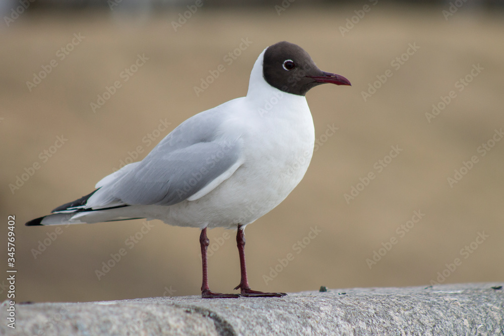 a black-headed gull sits on the parapet a black-headed gull sits on the parapet