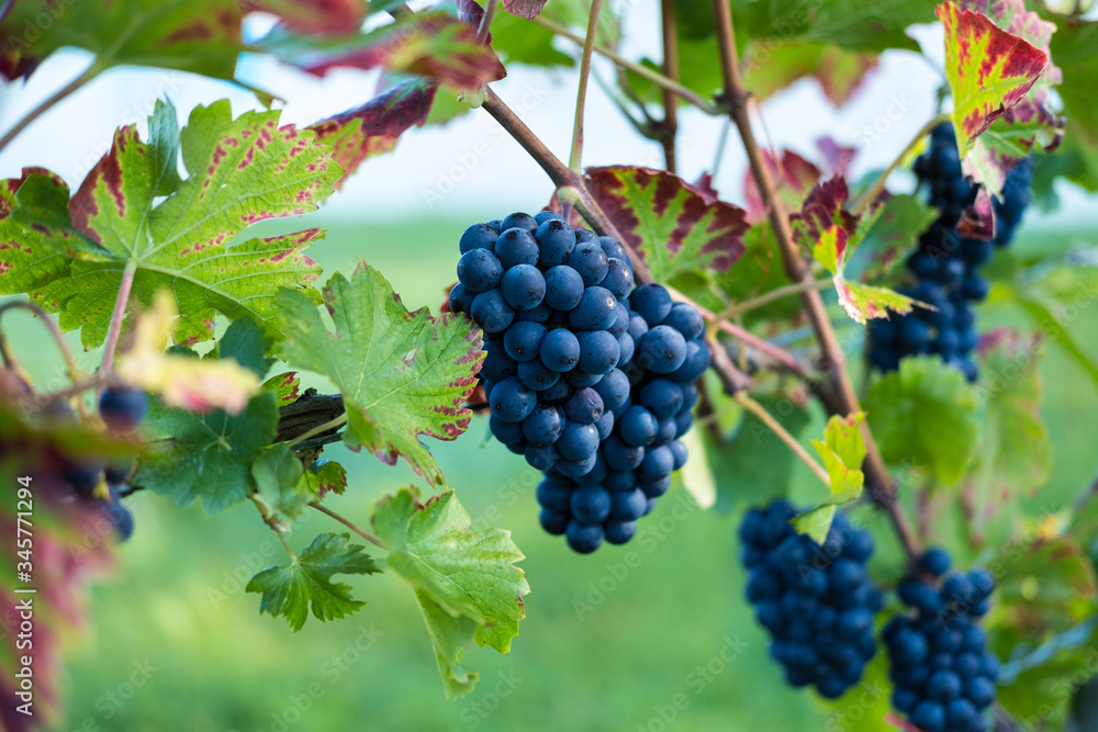 Red Grapes Red Grapes
