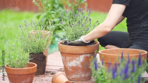 Woman in backyard planting lavender plant / bush in pots outside during the day in spring time. 