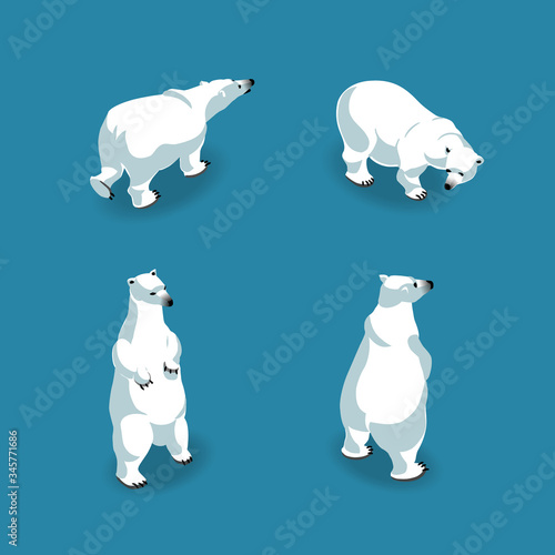 Polar bears in 4 poses in isometry. Vector illustration
