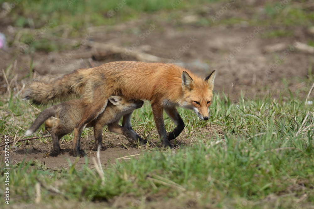 Red Fox mother and cub Red Fox mother and cub