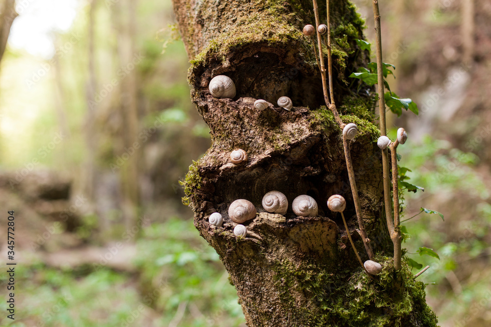 Gruppe an Schnecken verstecken / versammeln sich im Baum. Group of