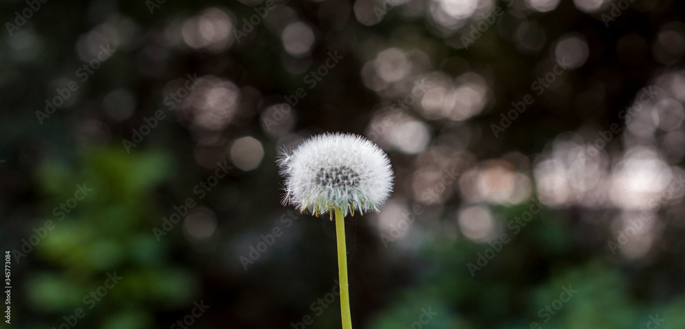 Fototapeta premium Löwenzahn Pusteblume vor verschwommenem Hintergrund. Dandelion on blurry background. Wunsch in den Wind blasen. Blowing in the wind.