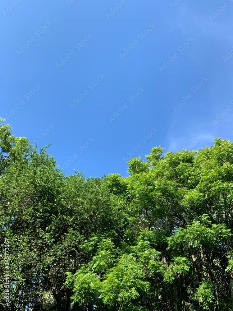 Obraz premium forest and sky