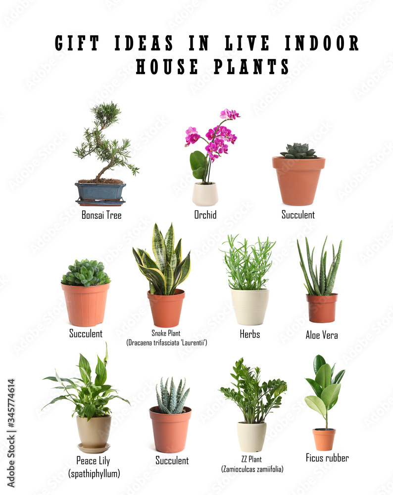 Obraz premium Set of different houseplants on white background. Best gifts for plant lovers