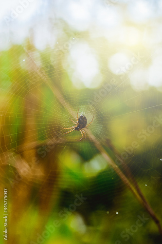 little bug on green nature close up photo