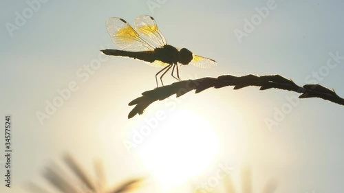 Dragonfly on flower tree on sunset rays background, beautiful wings dragonfly flying in nature summer season