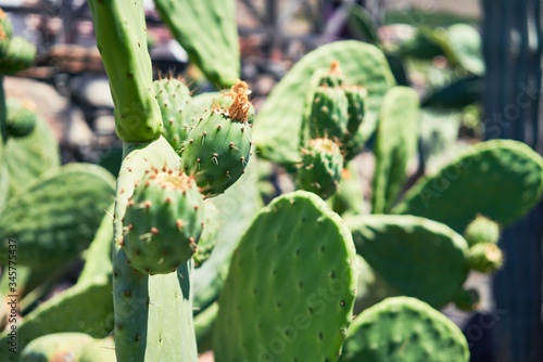 Close up of succulent green cactus at botanical garden