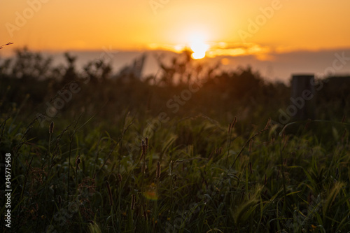 Hierba en un atardecer con el sol de fondo