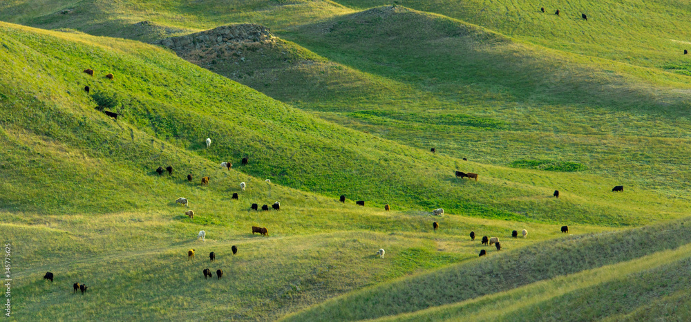 cows in large green field