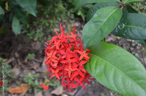 Red Flower Ixora Coccinea photo