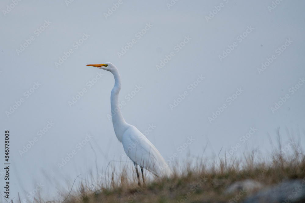 Obraz premium Great Egret on the Prairies in Springtime