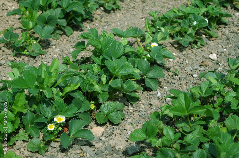 Obraz premium vegetable beds strawberries growing in the garden in spring on a sunny day