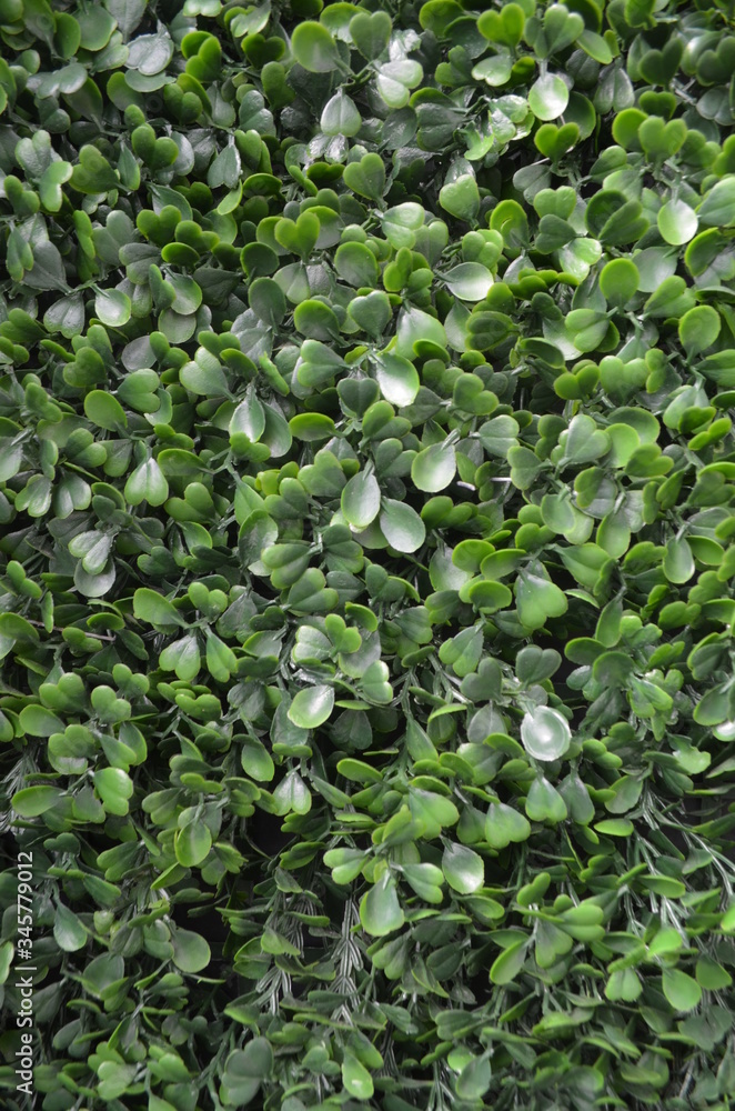 Artificial Boxwood Hedge Closeup Backdrop Artificial Boxwood Hedge Closeup Backdrop