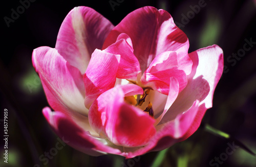 Pink Tulips in a Fully exposed state