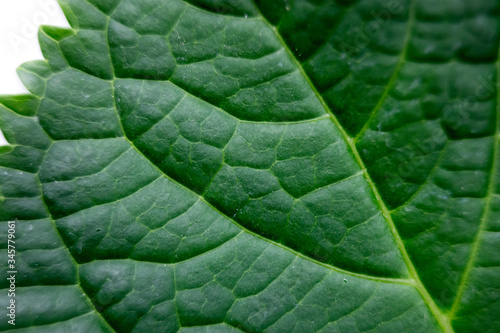 green leaf macro close up