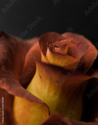 Ecuadorian roses 