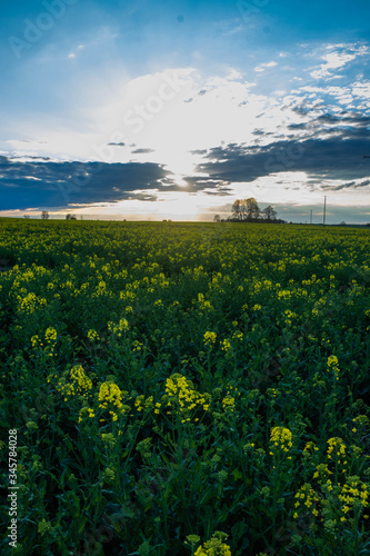 yellow and green wild field with sunshine and clouds above photo