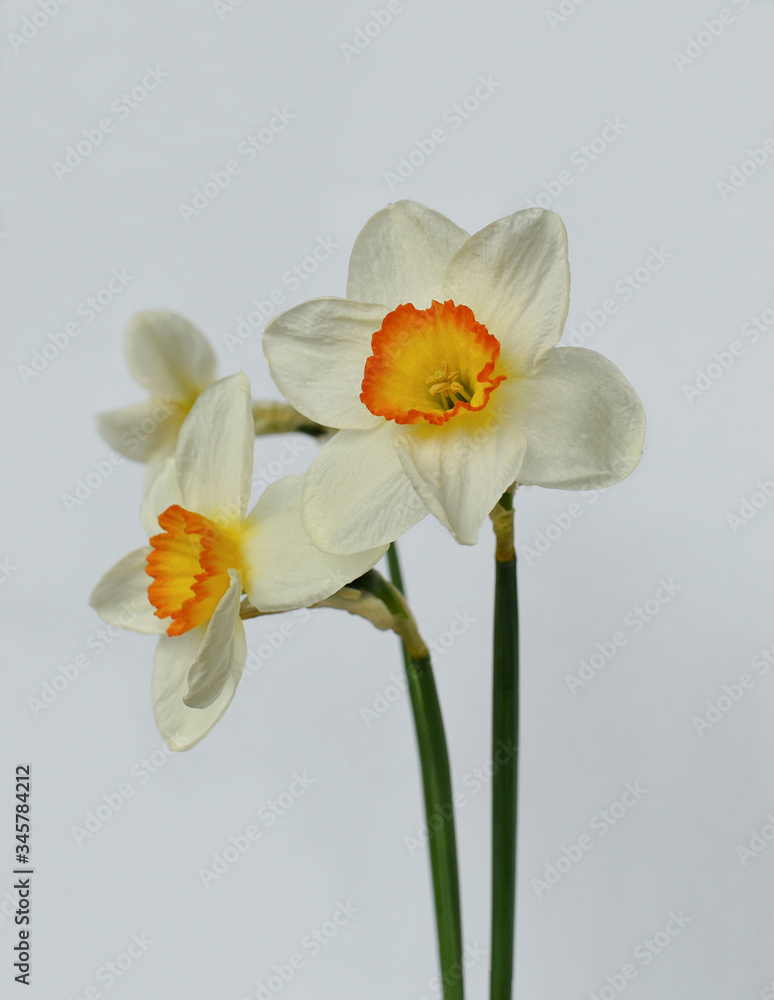 Three daffodil flowers on a light background
Three daffodil flowers on a light background