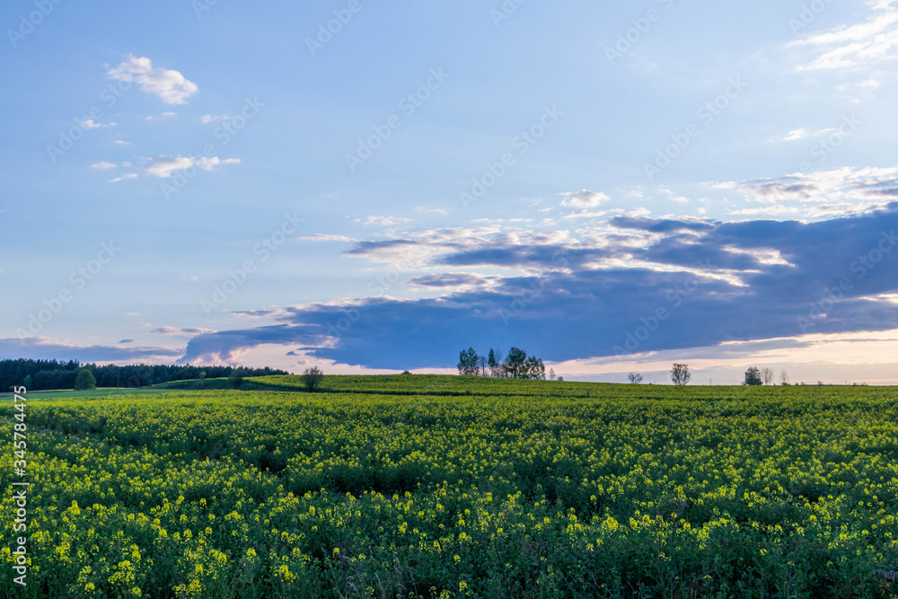 evening rapeseeds fiels with sunshine rays on it 