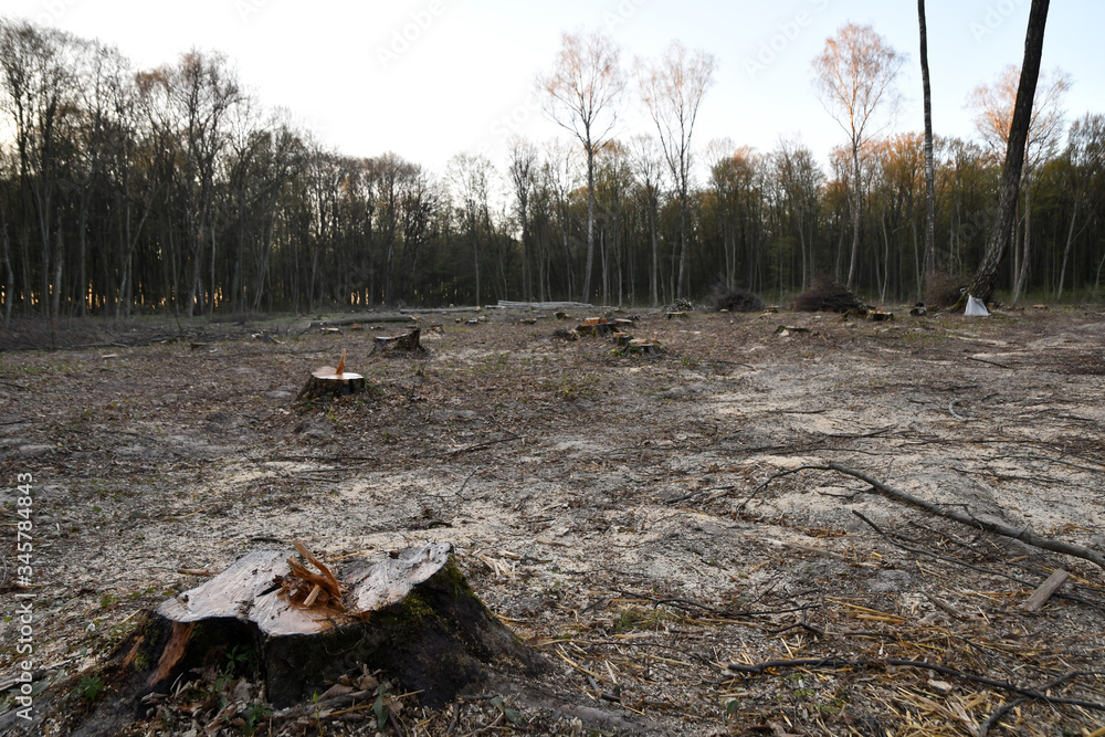 Deforestation is ecological problem. Edge of the forest with tree stumps