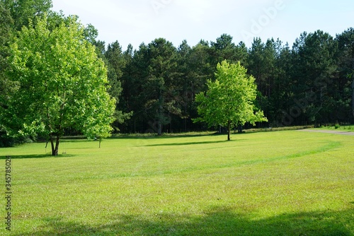 Fototapeta Naklejka Na Ścianę i Meble -  trees in the front yard