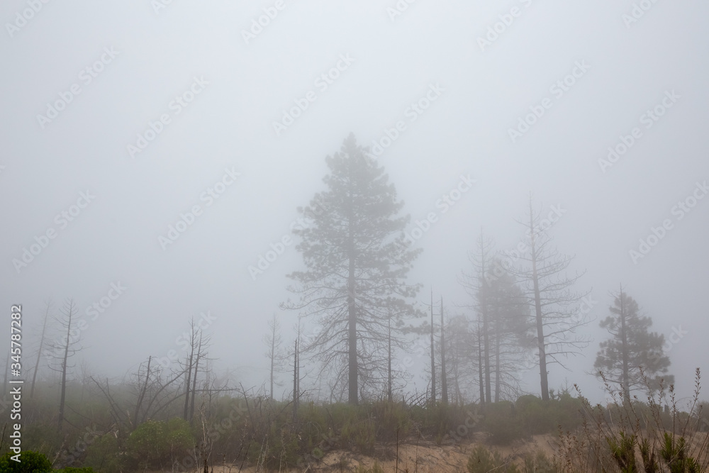 misty morning in the forest misty morning in the forest