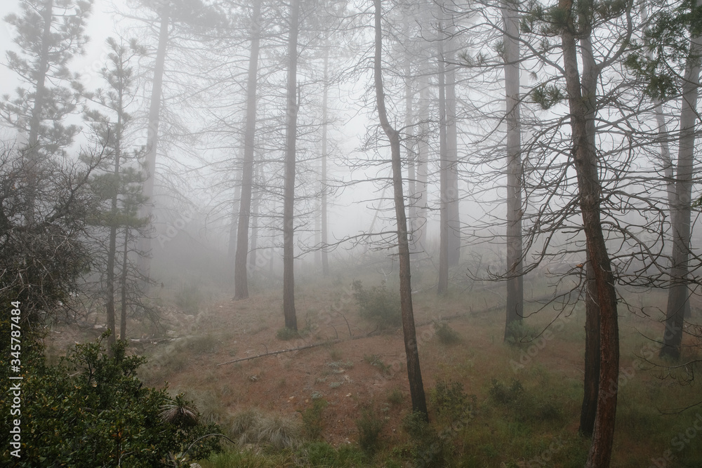 Obraz premium fog in the woods