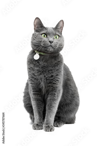 A beautiful funny gray cat in a collar is sitting and looking to the side. The background is white, isolated.
