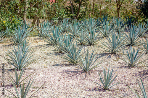 The field of agave planted for the manufacture of tequila. Mexico, Quintano Roo.