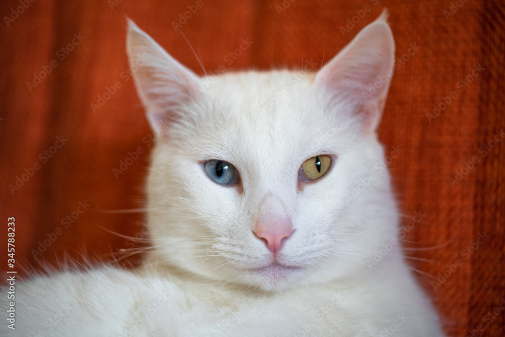 Portrait of Pure White Cat with blue and yellow eyes on red Background