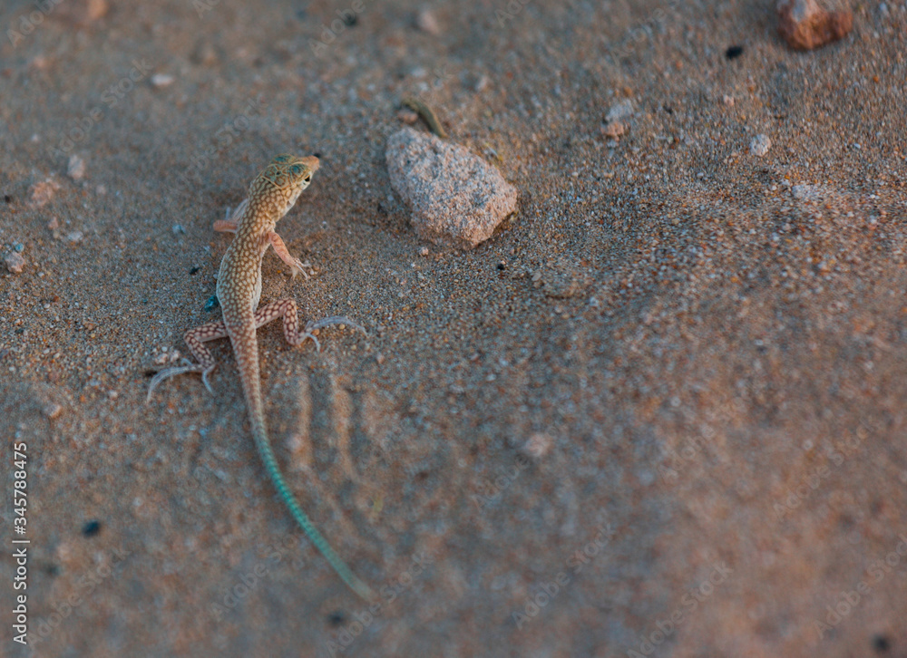 Desert Spiny Lizard (Sceloporus Magister) on sandstone in the southwest USA. Desert Spiny Lizard (Sceloporus Magister) on sandstone in the southwest USA.