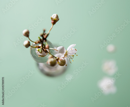 Composition on top. White flowers in a bottle on a green background. Buds and flowers. Shallow depth of field. Blur