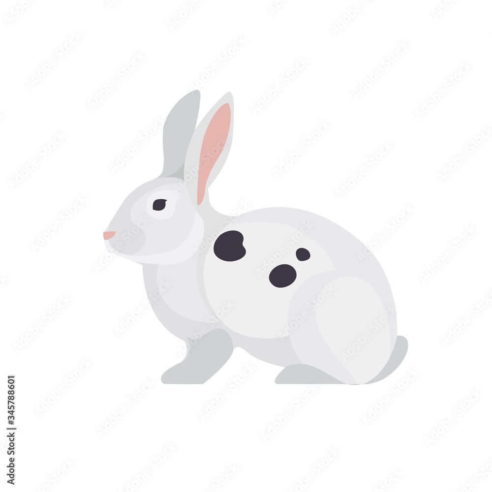 White rabbit on white background. Farm animals collection. Pets. White rabbit on white background. Farm animals collection. Pets.