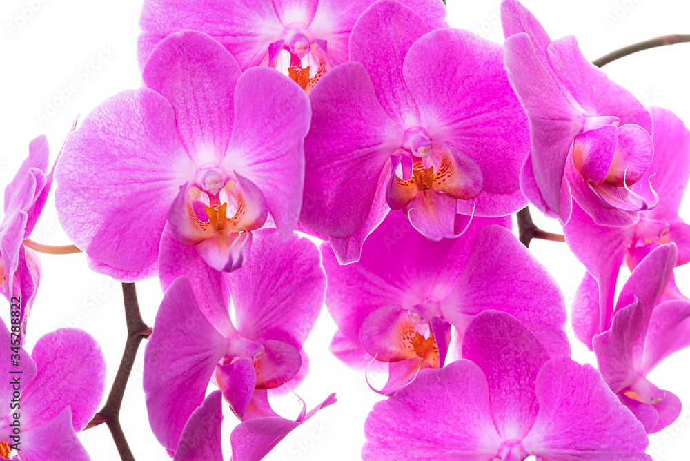 Purple orchids on a white background Purple orchids on a white background