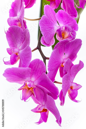 Purple orchids on a white background